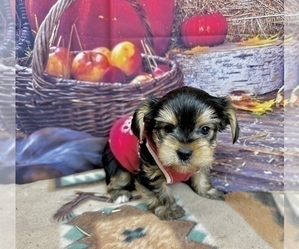 Medium Photo #6 Morkie Puppy For Sale in CASSVILLE, MO, USA