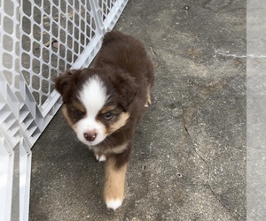 Miniature Australian Shepherd Puppy for Sale in ALBIA, Iowa USA