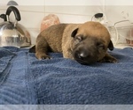 Small Photo #17 Malinois Puppy For Sale in BRONX, NY, USA
