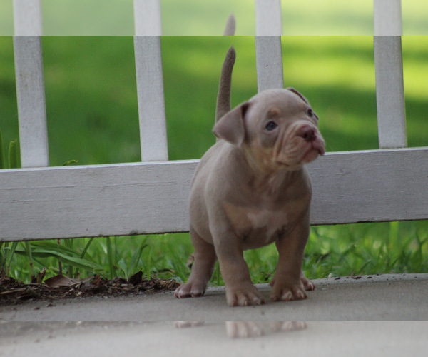 Medium Photo #20 American Bully Puppy For Sale in MOUNT OLIVE, AL, USA