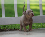 Small Photo #20 American Bully Puppy For Sale in MOUNT OLIVE, AL, USA