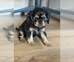 Small Cavalier King Charles Spaniel