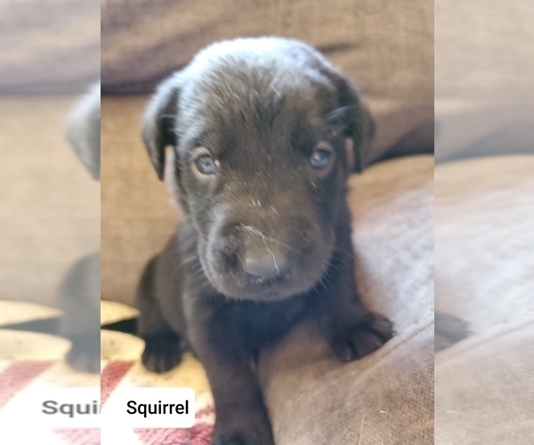 Medium Photo #1 Labrador Retriever Puppy For Sale in WOODRUFF, SC, USA