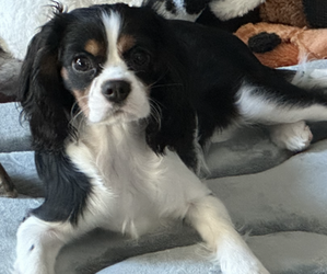 Cavalier King Charles Spaniel Puppy for Sale in BLUE SPRINGS, Missouri USA