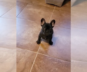 French Bulldog Puppy for sale in SPRINGFIELD, MO, USA