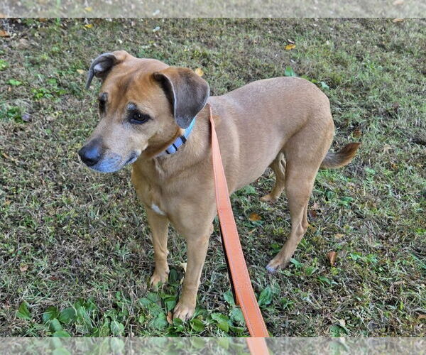 Medium Photo #2 German Shepherd Dog-Unknown Mix Puppy For Sale in Millersville, MD, USA