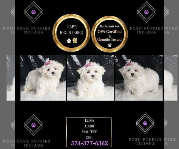 Medium Photo #1 Maltese Puppy For Sale in WARSAW, IN, USA