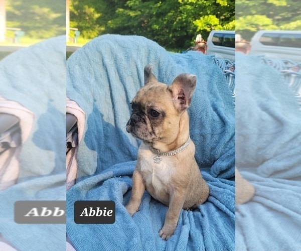 Medium Photo #25 French Bulldog Puppy For Sale in POMEROY, OH, USA