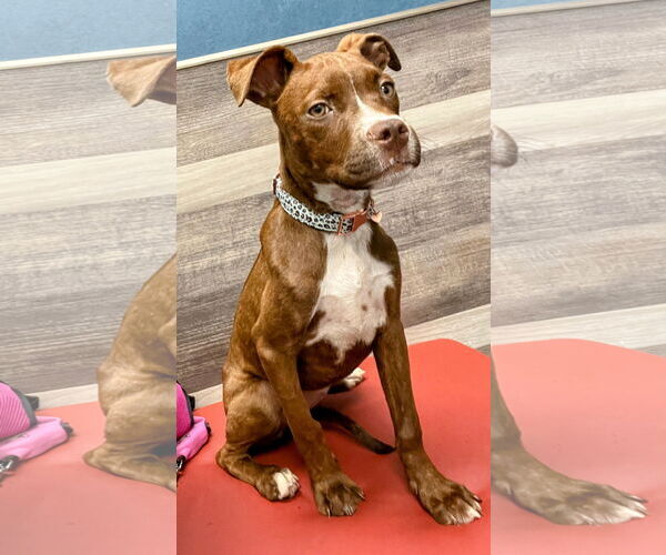 Medium Photo #2 American Pit Bull Terrier-Unknown Mix Puppy For Sale in Cottage Grove, MN, USA