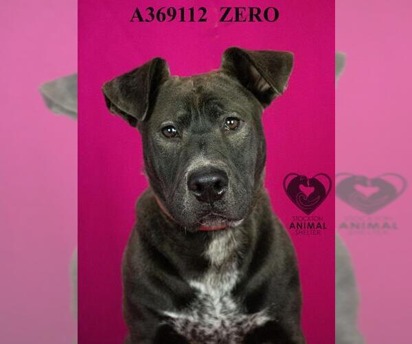 Medium Photo #1 Mutt Puppy For Sale in Stockton, CA, USA