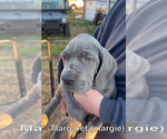Small Photo #9 Great Dane Puppy For Sale in SAND SPRINGS, OK, USA