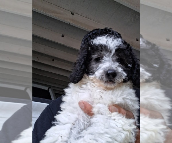 Medium Photo #3 Poodle (Toy) Puppy For Sale in LINDSAY, CA, USA