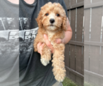 Small #1 Goldendoodle (Miniature)