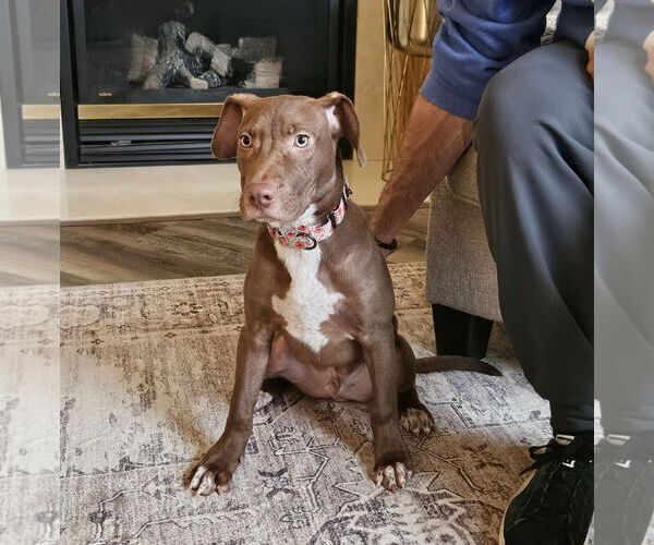 Medium Photo #8 Mutt Puppy For Sale in Brooklyn Center, MN, USA