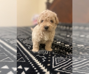 Maltipoo Puppy for sale in TAMPA, FL, USA