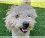 Small Poodle (Miniature) Mix