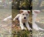 Puppy Wooton Shiba Inu