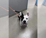Small Mutt