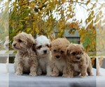 Small Photo #2 Havanese-Poodle (Toy) Mix Puppy For Sale in EAST EARL, PA, USA