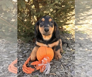 Dachshund Puppy for sale in MIDDLEBURY, IN, USA