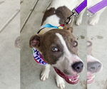 Small Photo #13 Boxer-Unknown Mix Puppy For Sale in Mount Laurel, NJ, USA