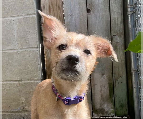 Medium Photo #1 Mutt Puppy For Sale in Gloversville, NY, USA