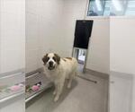 Small Saint Bernard