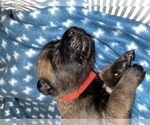 Small Photo #239 Belgian Malinois Puppy For Sale in REESEVILLE, WI, USA