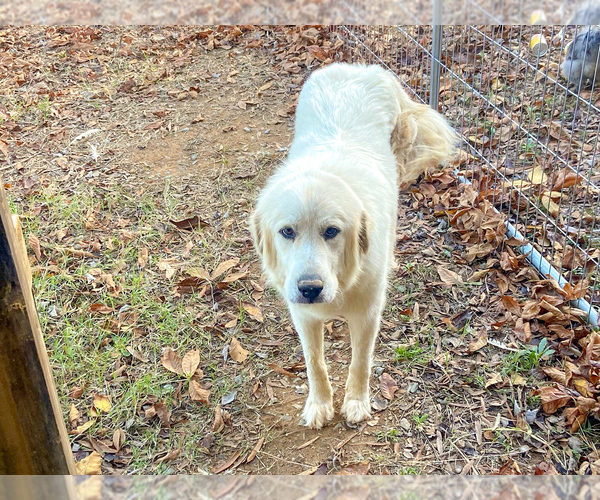 Medium Photo #1 Great Pyrenees Puppy For Sale in HEMBY, NC, USA
