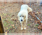 Small Photo #1 Great Pyrenees Puppy For Sale in HEMBY, NC, USA