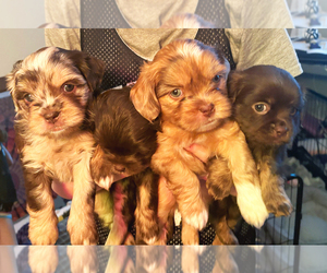 Aussiedoodle Miniature -Shih Tzu Mix Litter for sale in MARSHALL, MI, USA