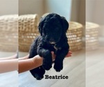 Small #10 Goldendoodle
