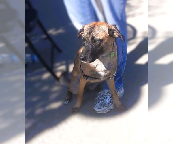 Medium Photo #3 Mutt Puppy For Sale in Rootstown, OH, USA