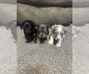 Chiweenie Puppy for sale in BURLINGTON TOWNSHIP, PA, USA