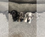Image preview for Ad Listing. Nickname: Litter of 3