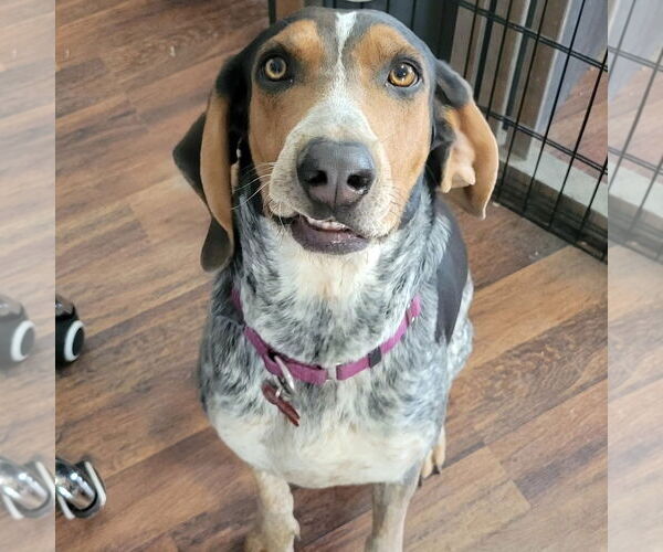 Medium Photo #2 Bluetick Coonhound Puppy For Sale in Las Vegas, NV, USA