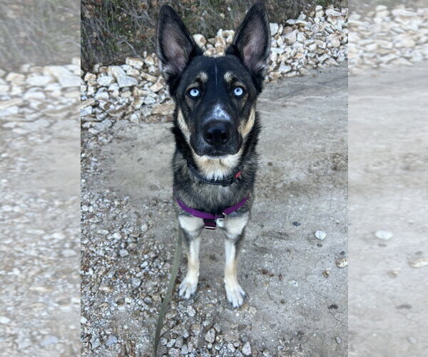 Medium Photo #3 German Shepherd Dog Puppy For Sale in Salinas, CA, USA