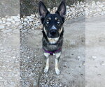 Small #2 German Shepherd Dog