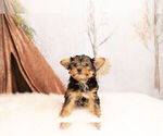 Puppy 3 Yorkshire Terrier