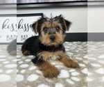 Small #4 Yorkshire Terrier