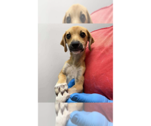 Mutt Dogs for adoption in New York, NY, USA