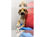 Salem (SC) - Male Mutt Dog for Adoption - Small photo