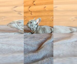 French Bulldog Puppy for sale in TAMPA, FL, USA