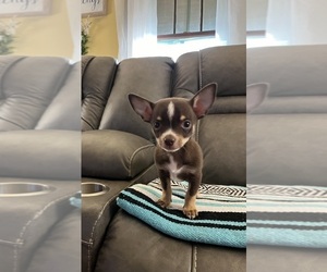 Chihuahua Puppy for sale in AMHERST JUNCTION, WI, USA