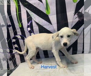 Anatolian Shepherd-Unknown Mix Dogs for adoption in Westwood, NJ, USA