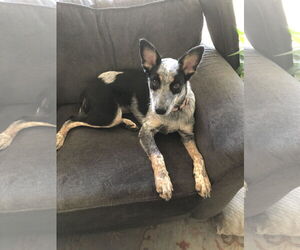 Mutt Dogs for adoption in Garden City, NY, USA