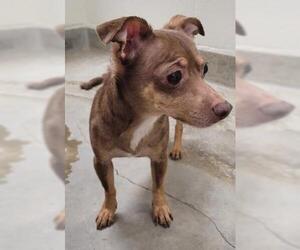 Chihuahua-Unknown Mix Dogs for adoption in Jackson, CA, USA