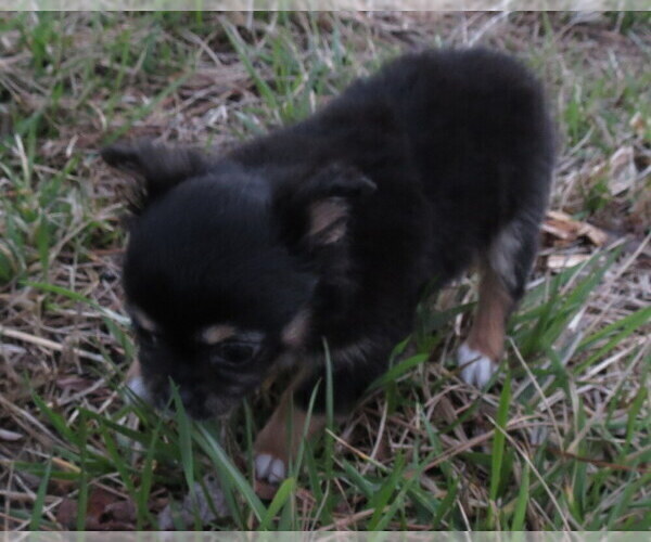 Medium Photo #9 Chihuahua Puppy For Sale in HAYES, VA, USA