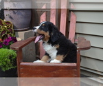 Small #2 Bernese Mountain Dog
