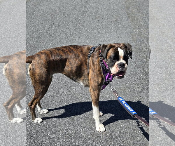 Medium Photo #3 Boxer Puppy For Sale in Dumont, NJ, USA